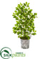 Silk Plants Direct Mini Ficus Artificial Tree - Pack of 1