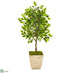 Silk Plants Direct Ficus Artificial Tree - Pack of 1