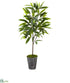 Silk Plants Direct Ficus Artificial Plant - Pack of 1