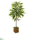 Silk Plants Direct Ficus Artificial Plant - Pack of 1