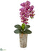 Silk Plants Direct Phalaenopsis Orchid Artificial Arrangement - Purple Cream - Pack of 1