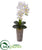 Silk Plants Direct Phalaenopsis Orchid Artificial Arrangement - Purple Cream - Pack of 1