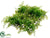 Fern Mat - Green - Pack of 12