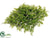 Fern Mat - Green - Pack of 12