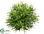 Silk Plants Direct Podocarpus Half Ball - Green - Pack of 12