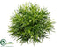 Silk Plants Direct Podocarpus Half Ball - Green - Pack of 12