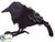 Crow - Black - Pack of 1