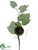 Grape Leaf Spray - Green - Pack of 4