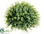 Eucalyptus Half Ball - Green - Pack of 6