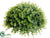 Eucalyptus Half Ball - Green - Pack of 2