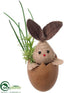 Silk Plants Direct Bunny Shell - Brown - Pack of 12