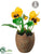 Pansy - Yellow - Pack of 12