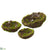 Moss Bird's Nest - Green - Pack of 12