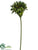 Preserved Pod Spray - Green - Pack of 12