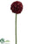 Preserved Pod Allium Spray - Burgundy - Pack of 12