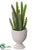 Cactus - Green - Pack of 12