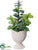 Jade Plant - Green - Pack of 12