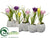 Crocus - Mixed - Pack of 2