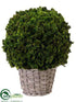 Silk Plants Direct Preserved Celosia Ball - Green - Pack of 1