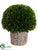 Preserved Boxwood Ball - Green - Pack of 1