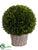 Preserved Boxwood Ball - Green - Pack of 1