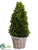 Preserved Boxwood Cone Topiary - Green - Pack of 1