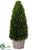 Preserved Boxwood Cone Topiary - Green - Pack of 1