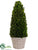 Preserved Boxwood Cone Topiary - Green - Pack of 1