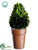 Preserved Boxwood Topiary Cone - Green - Pack of 6