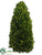 Preserved Boxwood Cone Topiary - Green - Pack of 1