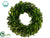 Preserved Boxwood Wreath - Green - Pack of 2