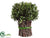 Preserved Boxwood Bundle - Green - Pack of 4