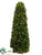 Preserved Tea Leaf Cone Topiary - Green - Pack of 1