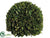 Preserved Boxwood Ball - Green - Pack of 1