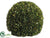 Preserved Boxwood Ball - Green - Pack of 1