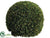 Preserved Boxwood Ball - Green - Pack of 1