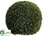 Silk Plants Direct Preserved Boxwood Ball - Green - Pack of 1