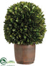 Silk Plants Direct Preserved Boxwood Ball - Green - Pack of 4