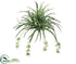 Silk Plants Direct Spider Plant - Green - Pack of 12