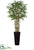 Silk Plants Direct Bamboo Tree - Green - Pack of 1