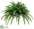 Silk Plants Direct Large Boston Fern Bush - Green - Pack of 2