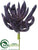 Aeonium - Purple - Pack of 24