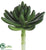 Spike Aeonium - Green - Pack of 24