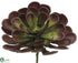 Silk Plants Direct Aeonium - Green Burgundy - Pack of 6