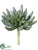 Aeonium Pick - Green Gray - Pack of 12