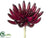 Aeonium Pick - Burgundy - Pack of 6