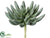 Aeonium Pick - Green Gray - Pack of 6