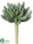 Aeonium Pick - Green Gray - Pack of 24