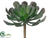 Aeonium - Green Gray - Pack of 24