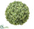 Iced Sedum Orb - Green Ice - Pack of 4